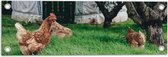 WallClassics - Tuinposter – Kippen in het Gras - 60x20 cm Foto op Tuinposter  (wanddecoratie voor buiten en binnen)