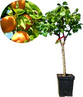 Prunus armeniaca - mini-abrikoos - dwerg abrikozenboom - 5 liter pot -70cm