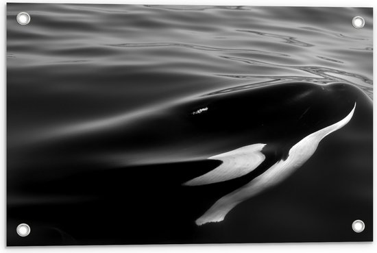 WallClassics - Tuinposter – Orka onder het Wateroppervlak - 60x40 cm Foto op Tuinposter  (wanddecoratie voor buiten en binnen)