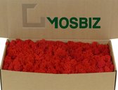 MosBiz Rendiermos Red per 500 gram voor decoraties en mosschilderijen