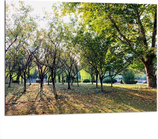 WallClassics - Dibond - Kleine Bomen met Grote Boom in het Park - 100x75 cm Foto op Aluminium (Met Ophangsysteem)