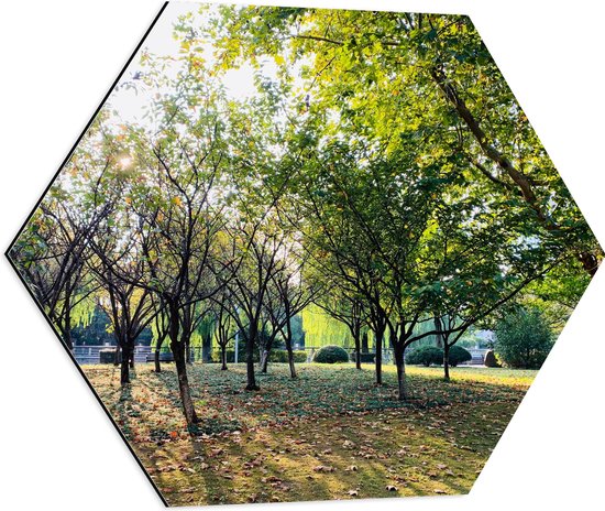 WallClassics - Dibond Hexagon - Kleine Bomen met Grote Boom in het Park - 60x52.2 cm Foto op Hexagon (Met Ophangsysteem)