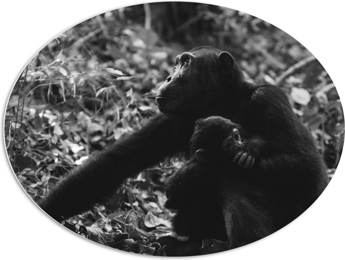 PVC Schuimplaat Ovaal - Chimpansee met Baby Zwart / Wit - 96x72 cm Foto op Ovaal (Met Ophangsysteem)