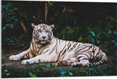 WallClassics - Acrylglas - Witte Tijger in de Jungle - 90x60 cm Foto op Acrylglas (Wanddecoratie op Acrylaat)
