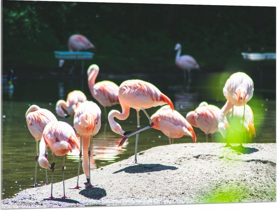 WallClassics - Acrylglas - Roze Flamingo's aan het Water - 100x75 cm Foto op Acrylglas (Met Ophangsysteem)