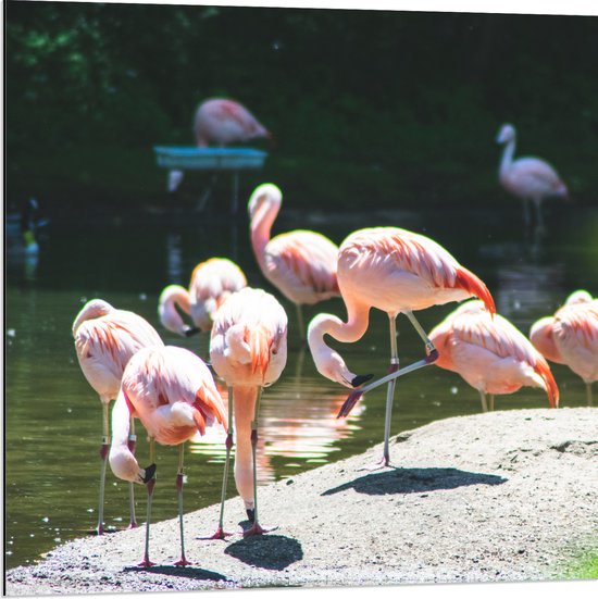 WallClassics - Dibond - Roze Flamingo's aan het Water - 80x80 cm Foto op Aluminium (Met Ophangsysteem)