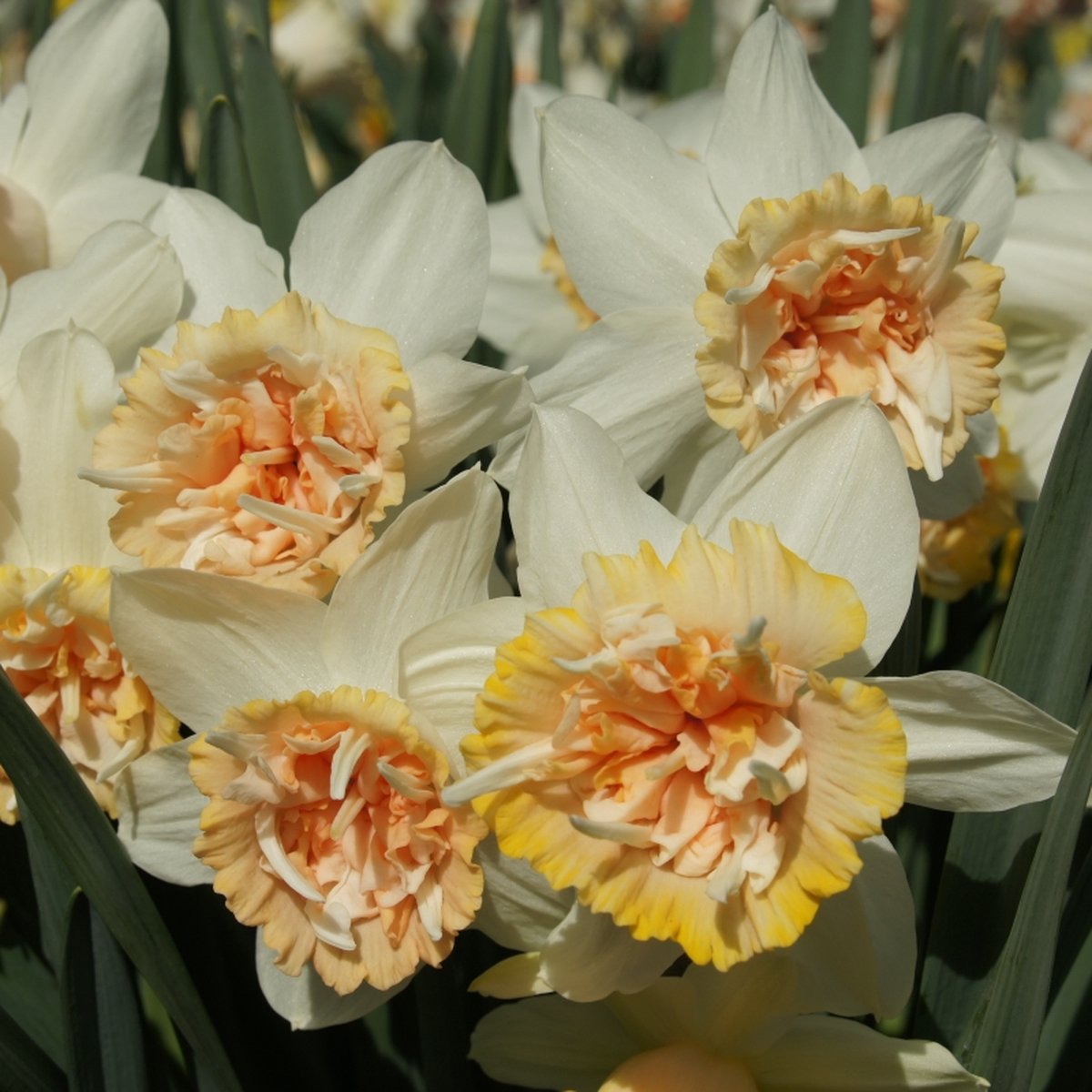 Narcis Petit Four | 10 stuks | Dubbel | Roze | Wit | Narcissenbollen