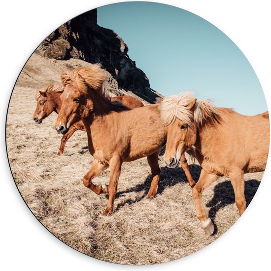 WallClassics - Dibond Muurcirkel - Kudde IJslanders Pony's - 60x60 cm Foto op Aluminium Muurcirkel (met ophangsysteem)