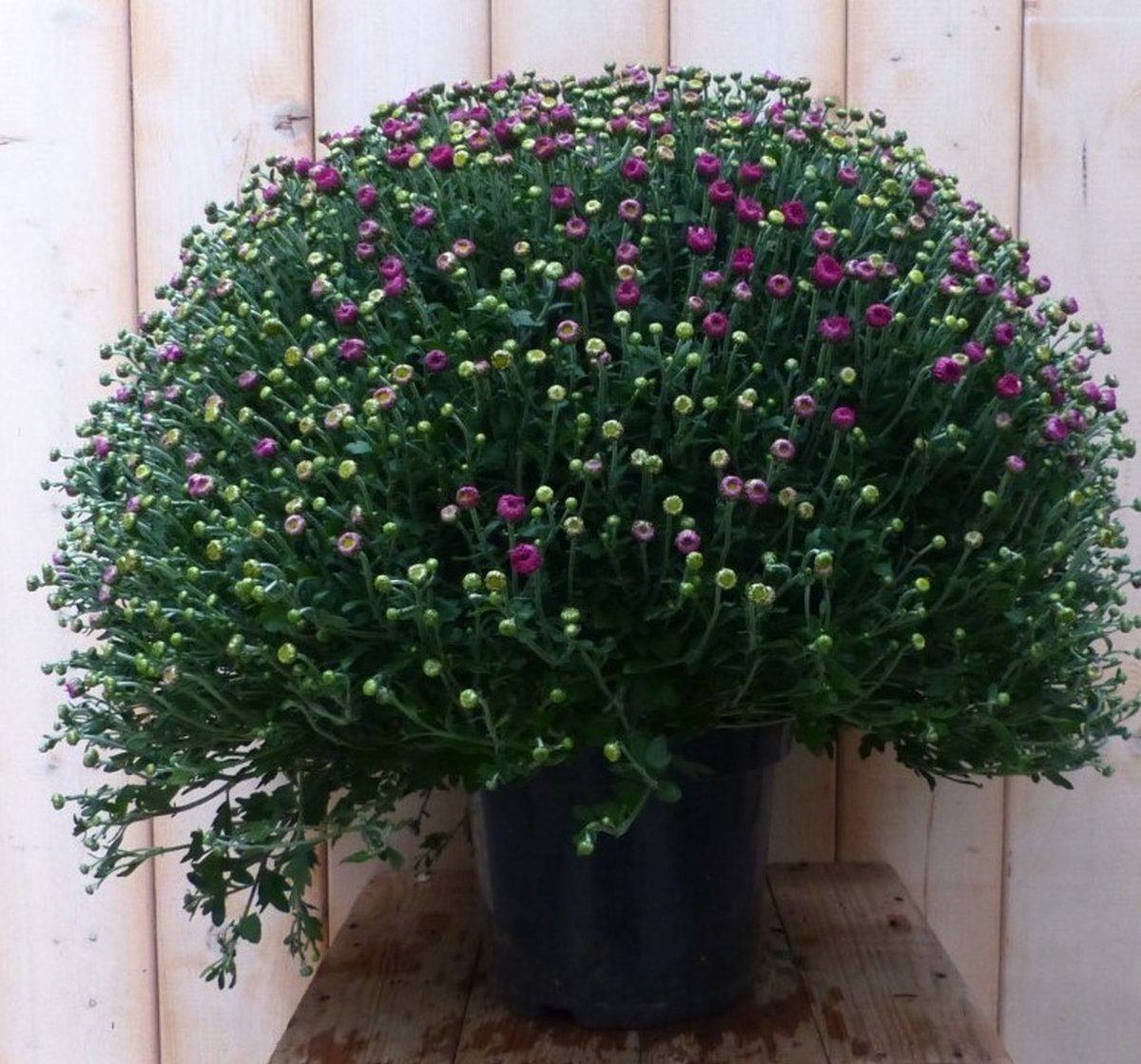 Bol Chrysant Roze GROOT Chrysanthemum Warentuin Natuurlijk - Warentuin natuurlijk
