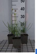 6 x Chinese bieslook - Allium tuberosum - pot 9 x 9 cm