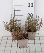 6 x Thymus vulgaris - Echte tijm - pot 9 x 9 cm