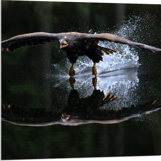 WallClassics - Acrylglas - Adelaar Vlak Boven het Wateroppervlak - 80x80 cm Foto op Acrylglas (Wanddecoratie op Acrylaat)