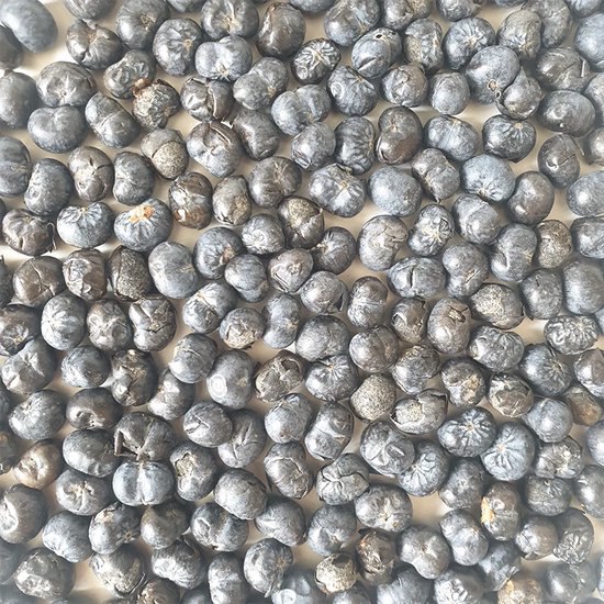 Zaaihandleiding voor palmen: je eigen palmboom kweken in 12 stappen 5 Palmboom zaden (25 stuks) - Trachycarpus fortunei - Chinese Waaierpalm - MEGA PACK