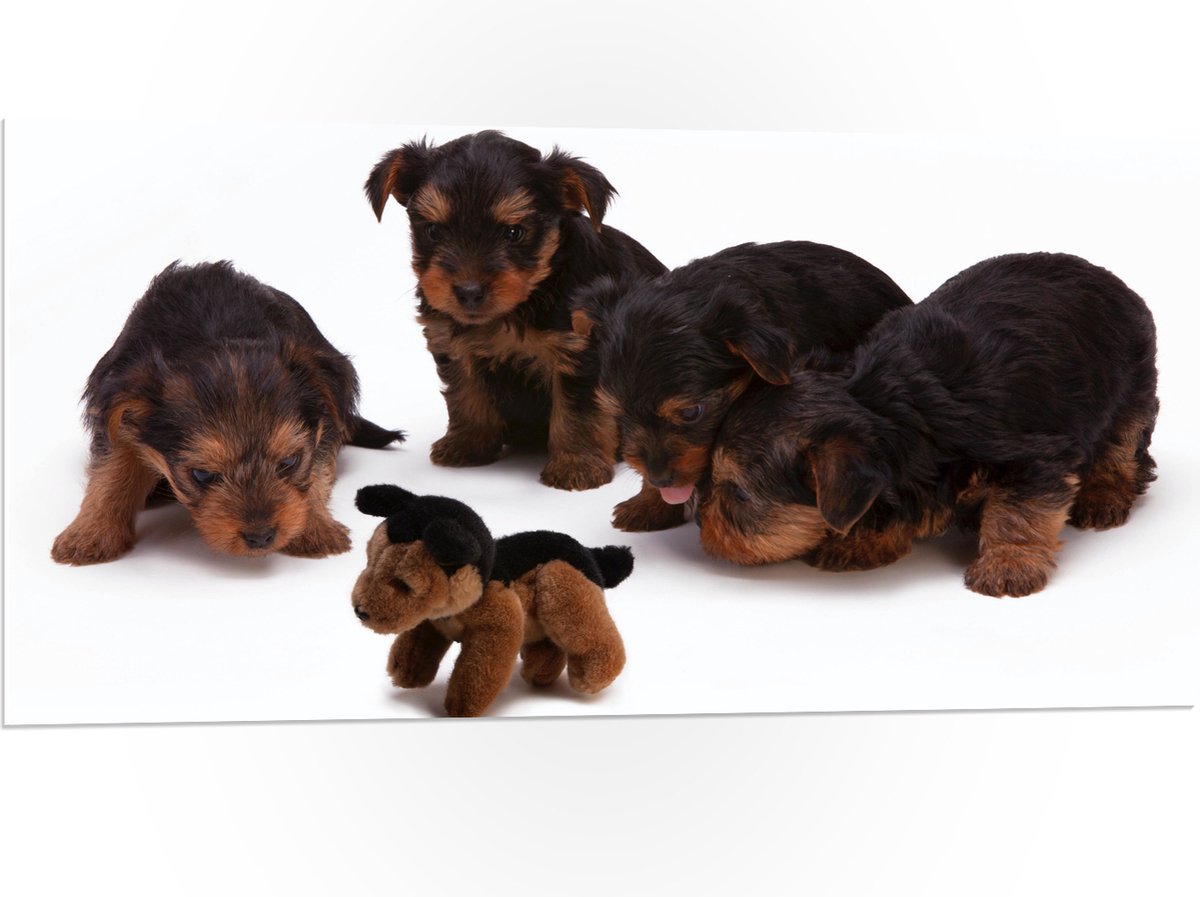 PVC Schuimplaat- Puppy's met Knuffel - 100x50 cm Foto op PVC Schuimplaat