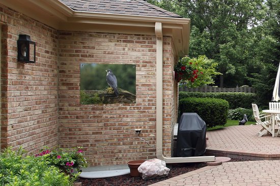 Affiche de jardin Faucon sur une souche d'arbre 80x60 cm - Toile de jardin / Toile d'extérieur / Peintures d'extérieur (décoration de jardin)