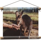 WallClassics - Affiche Textile - Kangourou mangeant à la main - 40x30 cm Photo sur Textile