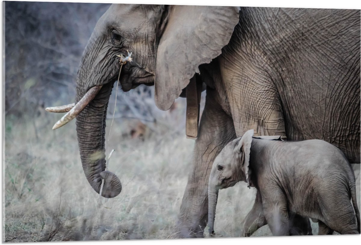 Acrylglas - Wandelende Baby Olifant met Moeder - 105x70 cm Foto op Acrylglas (Wanddecoratie op Acrylaat)