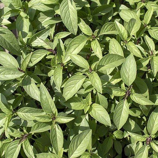 Biologische Thaise basilicum zaden