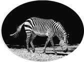 WallClassics - PVC Schuimplaat Ovaal - Zebra Met Zwarte Achtergrond - 28x21 cm Foto op Ovaal  (Met Ophangsysteem)