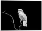 WallClassics - PVC Schuimplaat- Witte Papagaai op Tak - 40x30 cm Foto op PVC Schuimplaat