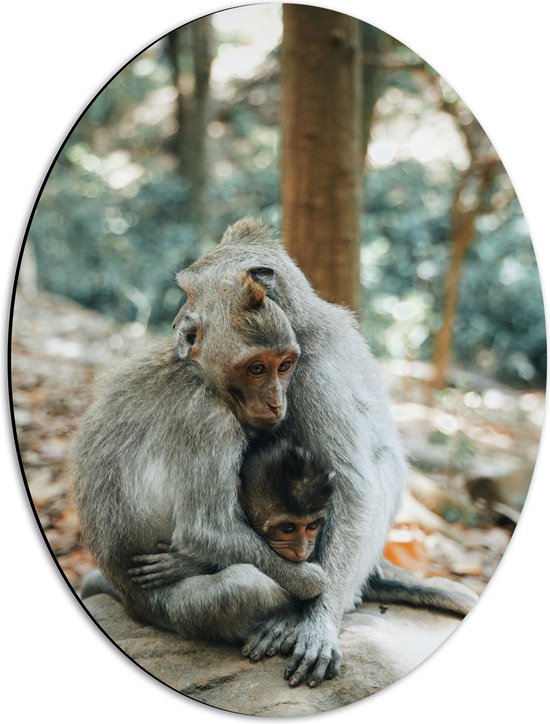 WallClassics - Dibond Ovaal - Drie Knuffelende Aapjes op een Steen - 42x56 cm Foto op Ovaal (Met Ophangsysteem)