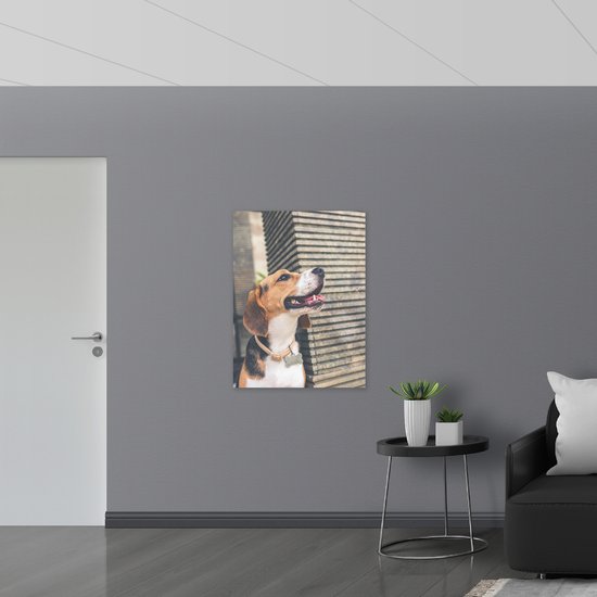 WallClassics - Poster Glossy – Chien Beagle - 75x100 cm Photo sur Papier Poster avec Finition Brillante