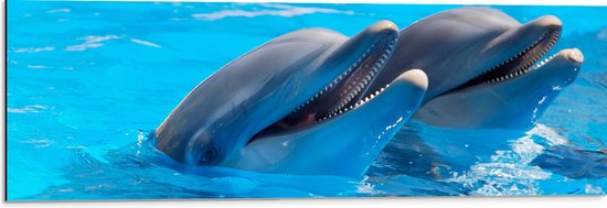 WallClassics - Dibond - Twee Blije Dolfijnen in het Water - 90x30 cm Foto op Aluminium (Met Ophangsysteem)