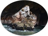 WallClassics - PVC Schuimplaat Ovaal - Zeehonden op een Rots in het Water - 80x60 cm Foto op Ovaal  (Met Ophangsysteem)