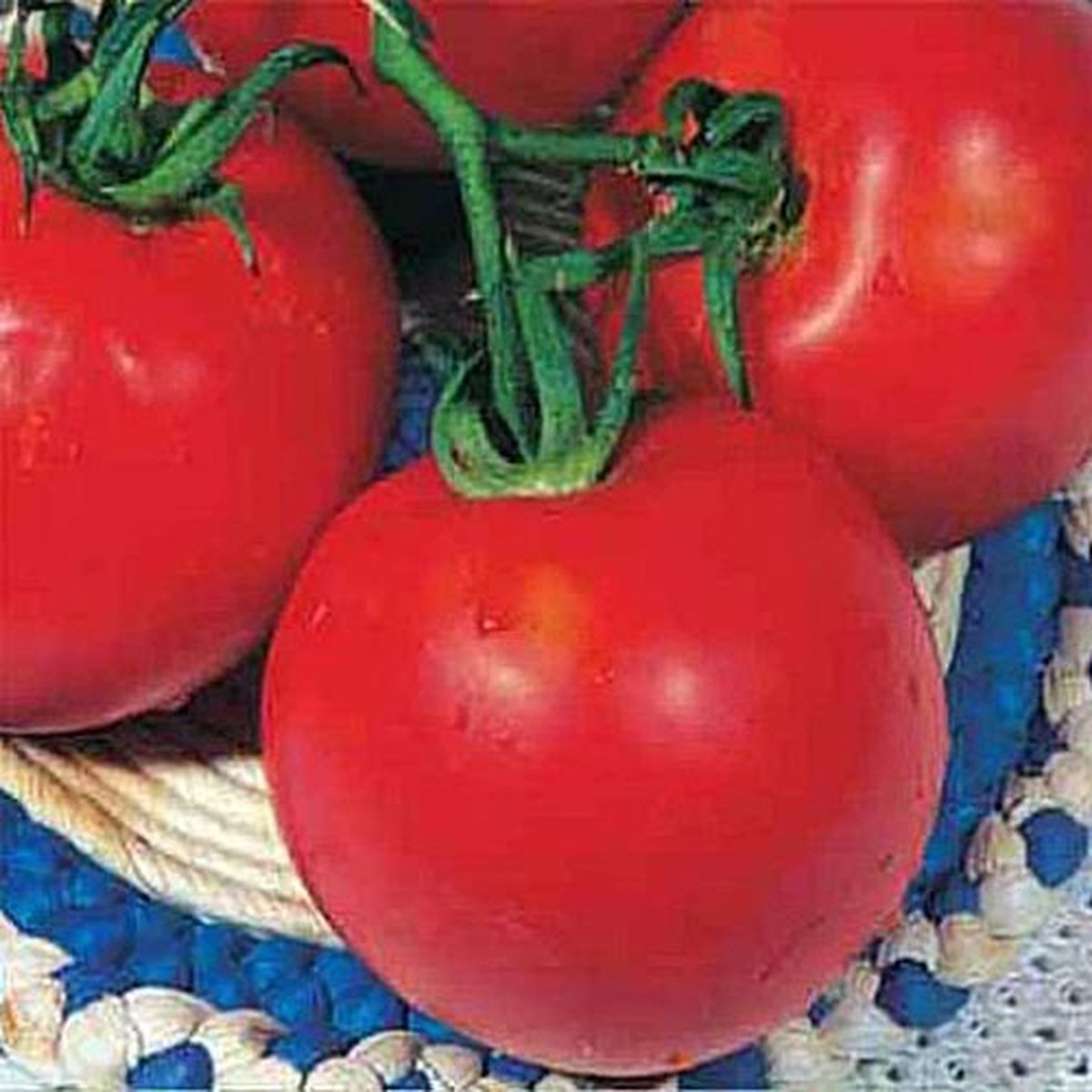 Tomaten zaden - Tomaat Campbell 33