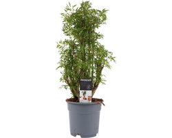 Decorum Polyscias Hawaiiana Ming vertakt - JoGrow - Groene plant- Hoogte  50 cm