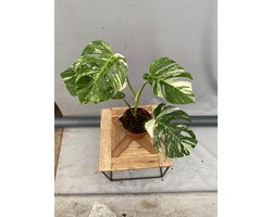 Monstera Albo Variegata 40cm↑ Potmaat Ø17cm Zeldzame Kamerplant