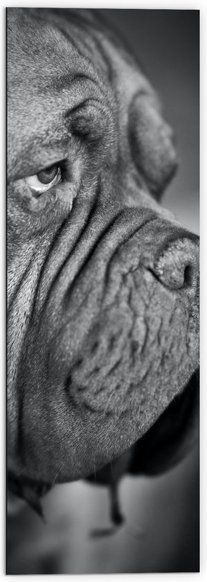 WallClassics - Dibond - Bordeaux hond Zwart / Wit - 50x150 cm Foto op Aluminium (Met Ophangsysteem)