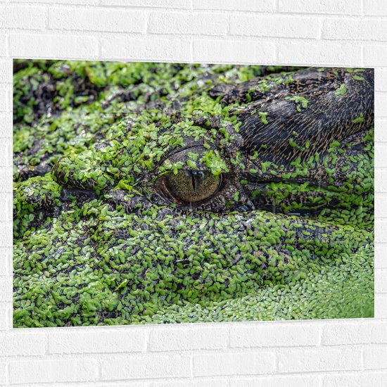 WallClassics - Muursticker - Krokodil in het Moeras - 100x75 cm Foto op Muursticker