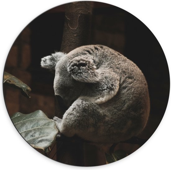 WallClassics - Dibond Muurcirkel - Slapende Koala - Foto op Aluminium Muurcirkel (met ophangsysteem)