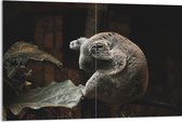 WallClassics - Verre Acrylique - Koala Endormi - 120x80 cm Photo sur Verre Acrylique (Avec Système d'accrochage)