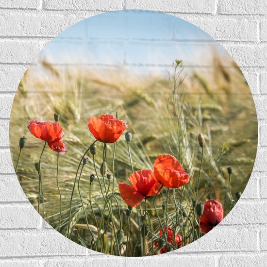 WallClassics - Muursticker Cirkel - Rode Klaprozen in het Gras - 70x70 cm Foto op Muursticker