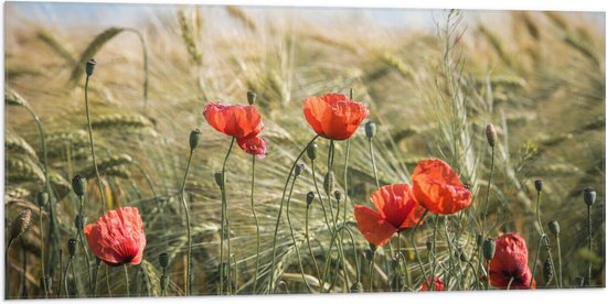 WallClassics - Vlag - Rode Klaprozen in het Gras - 100x50 cm Foto op Polyester Vlag