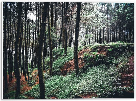 WallClassics - PVC Schuimplaat - Heuvel in het Bos - 40x30 cm Foto op PVC Schuimplaat (Met Ophangsysteem)