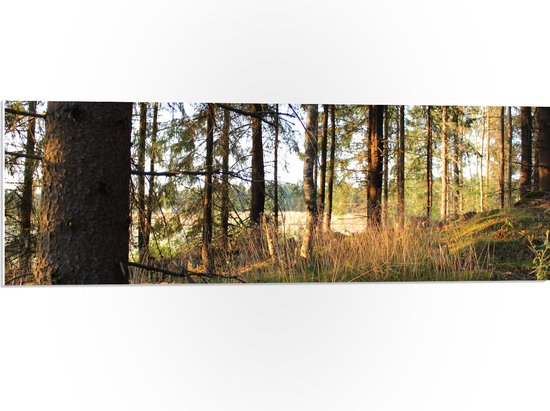 WallClassics - PVC Schuimplaat- Bos met Ondergaande Zonnestralen - 90x30 cm Foto op PVC Schuimplaat