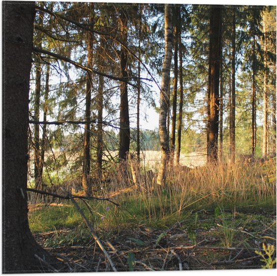 WallClassics - Drapeau - Forêt avec rayons de soleil couchants - Photo 50x50 cm sur drapeau en polyester