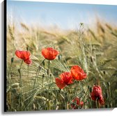 WallClassics - Canvas  - Rode Klaprozen in het Gras - 100x100 cm Foto op Canvas Schilderij (Wanddecoratie op Canvas)