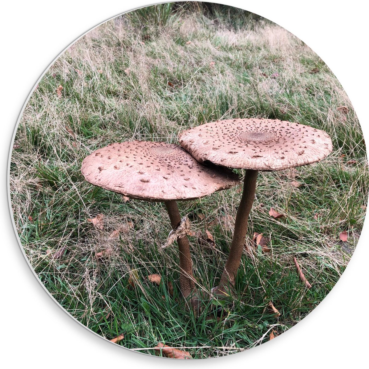 PVC Schuimplaat Muurcirkel - Twee Grote Parasolzwam Paddenstoelen - 30x30 cm Foto op Muurc