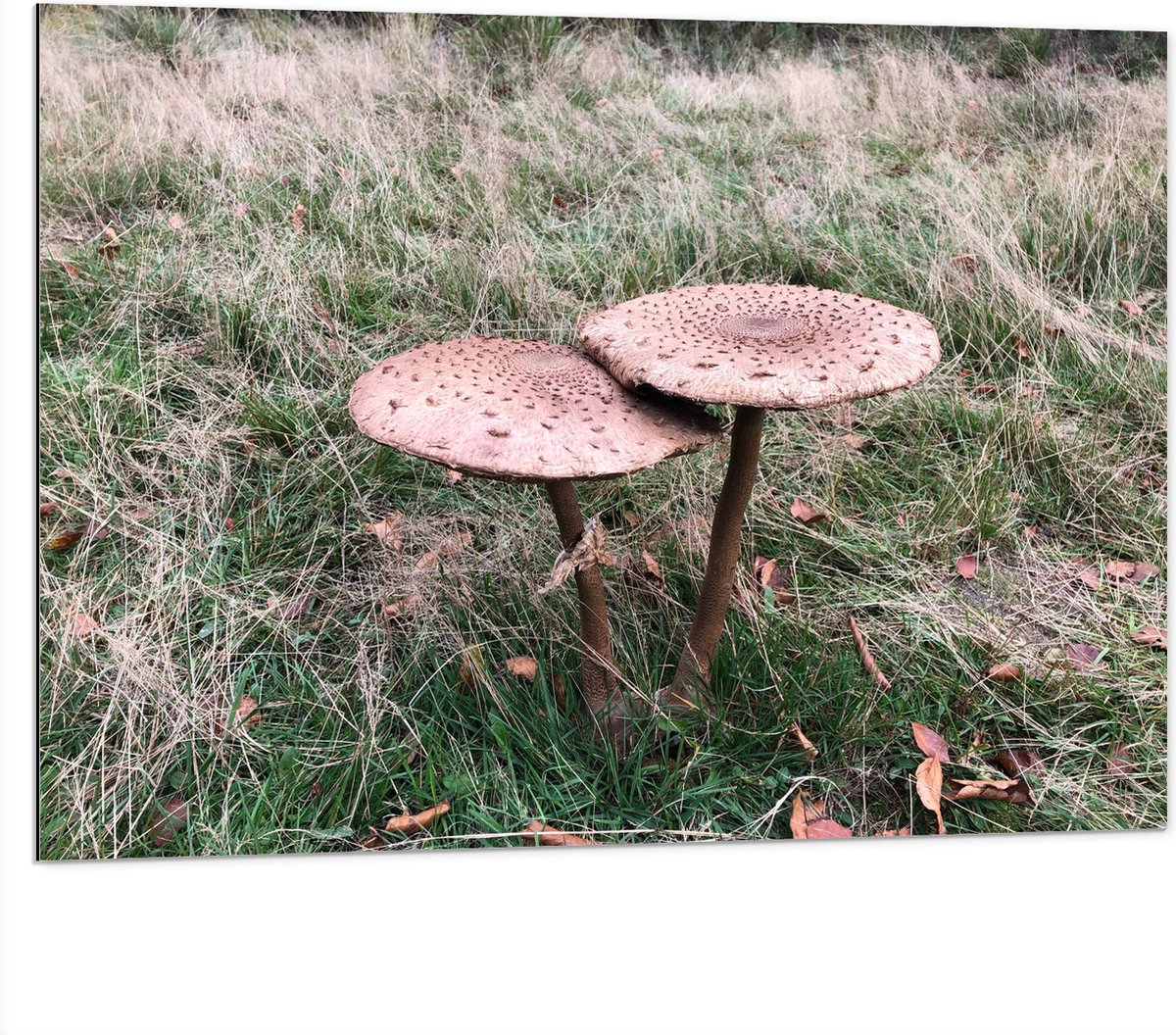 Dibond - Twee Grote Parasolzwam Paddenstoelen - 100x75 cm Foto op Aluminium (Wanddecoratie van metaal)