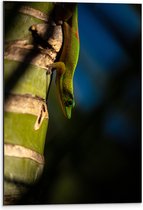 WallClassics - Dibond - Hagedis op een Bamboe Boom - 40x60 cm Foto op Aluminium (Met Ophangsysteem)