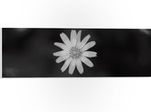 WallClassics - PVC Schuimplaat- Wit Madeliefje - 60x20 cm Foto op PVC Schuimplaat