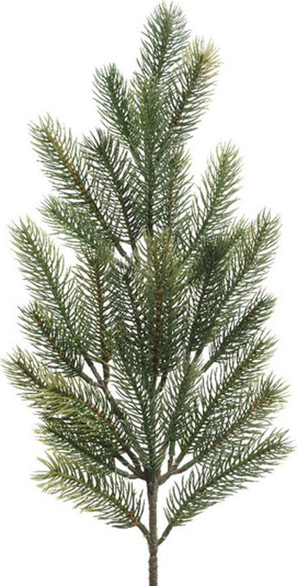 Een enkele groene kersttak met lange, puntige naalden.