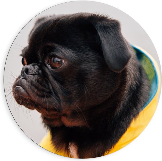 WallClassics - Dibond Muurcirkel - Coole Pug / Mopshond met Regenjas - 90x90 cm Foto op Aluminium Muurcirkel (met ophangsysteem)