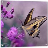 WallClassics - Tuinposter – Vlinder op Paarse Bloem - 80x80 cm Foto op Tuinposter  (wanddecoratie voor buiten en binnen)