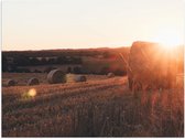 WallClassics - Poster (Mat) - Hooibalen op het Land - 40x30 cm Foto op Posterpapier met een Matte look