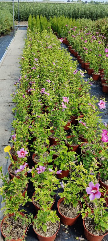 Hibiscus Syriacus 'Maike' Althea buisson, pot de 2 litres